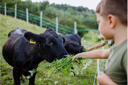 Boy feeding animals in paddock with, an Animal Photo by HalfPoint