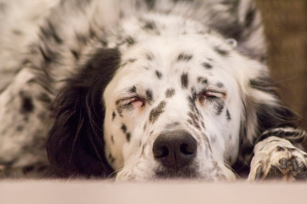 English Setter Sleeping