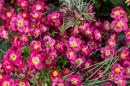 Close-up of Saxifraga arendsii