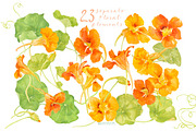 NASTURTIUM flowers-WatercolorClipart, an Illustration by watercolorwild.graphics (Thumbnail 3 of 7)