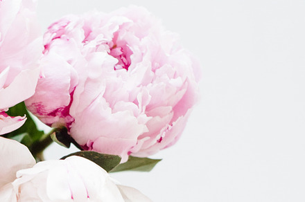 Stock Photo | Pink Peony Image, a Photo by JanaBishopCollection