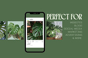 45 Aesthetic Monstera Plant Photos, a Nature Photo by Incomelion (Thumbnail 5 of 12)
