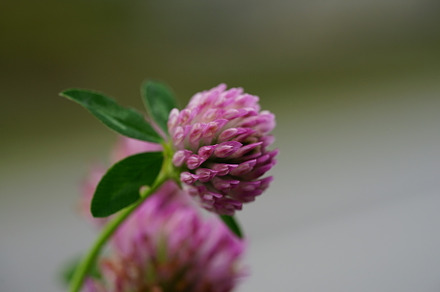 Clover flowers stock photo containing clover and flower
