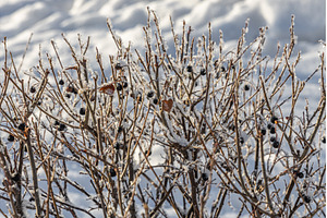 The branches of bushes with snow in, a Nature Photo by Illustrations&photos