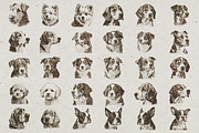 Dog Breeds Portrait Illustrations, an Animal Illustration by Nocturnal Wolf (Thumbnail 4 of 12)