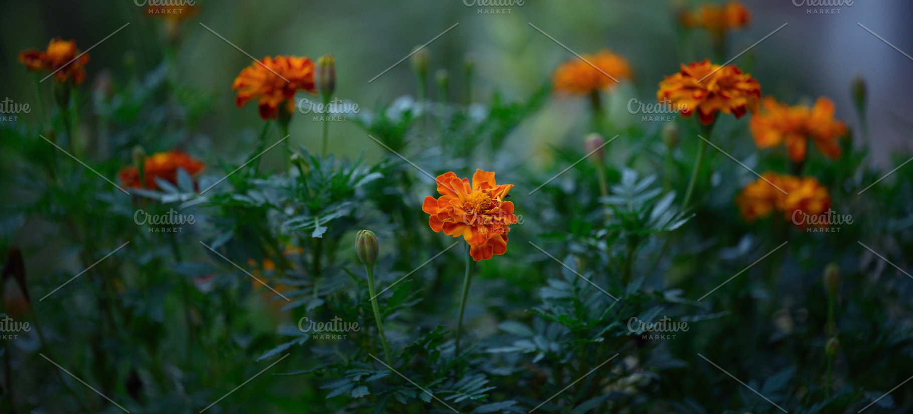 Blooming marigolds in the garden summer evening, a Nature Photo by ndanko