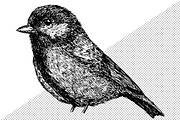 Sketches of birds, an Animal Illustration by CGterminal (Thumbnail 3 of 3)