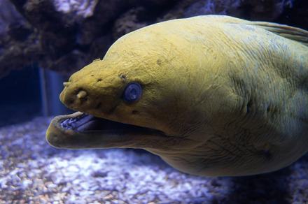 Moray eel in a coral reef, an Animal Photo by GoodGoods