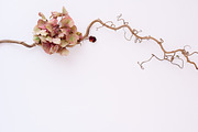 Pack 32 i styled stock stock photo containing minimalist and succulents, a Business Photo by SophieStockBoutique (Thumbnail 3 of 4)