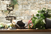 Fallen Kalanchoe Plants on Rustic Stone Wall Background, a Nature Photo by Davizro's Market (Thumbnail 2 of 2)