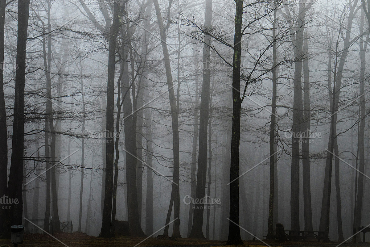 Foggy Photo Bundle, a Nature Photo by Full Circle Design Studio (Photo 5 of 8)