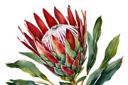 King Protea Watercolor Collection, a Decorative Illustration by Karliefie (Thumbnail 4 of 5)