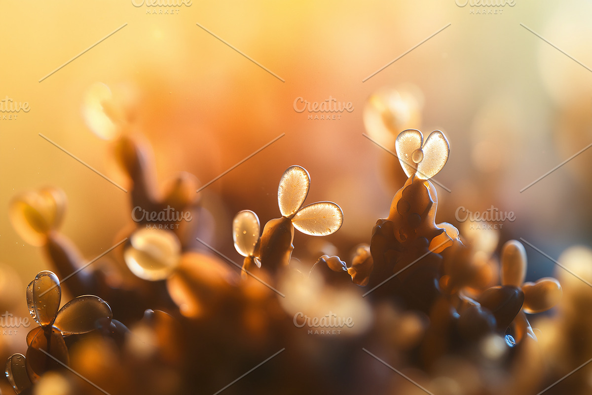 52 Fictional Microscopic Organisms, an Abstract Photo by h.utomo (Photo 42 of 52)