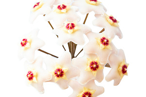 White flowers Hoya Carnosa, a Nature Photo by Vapi