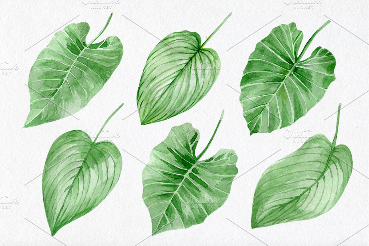 Watercolor tropical elements, an Animal Illustration by AV Design (Photo 4 of 12)