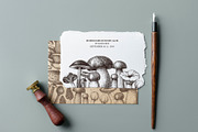 Vector Mushroom Sketches Set, a Seasonal Illustration by Yevheniia (Thumbnail 4 of 7)