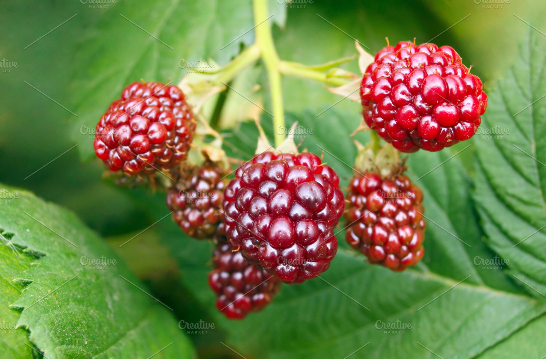 Red berries, a Photo by saiko3p