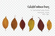 35 isolated autumn leaves png set, an Object Graphic by Lososenok (Thumbnail 5 of 5)