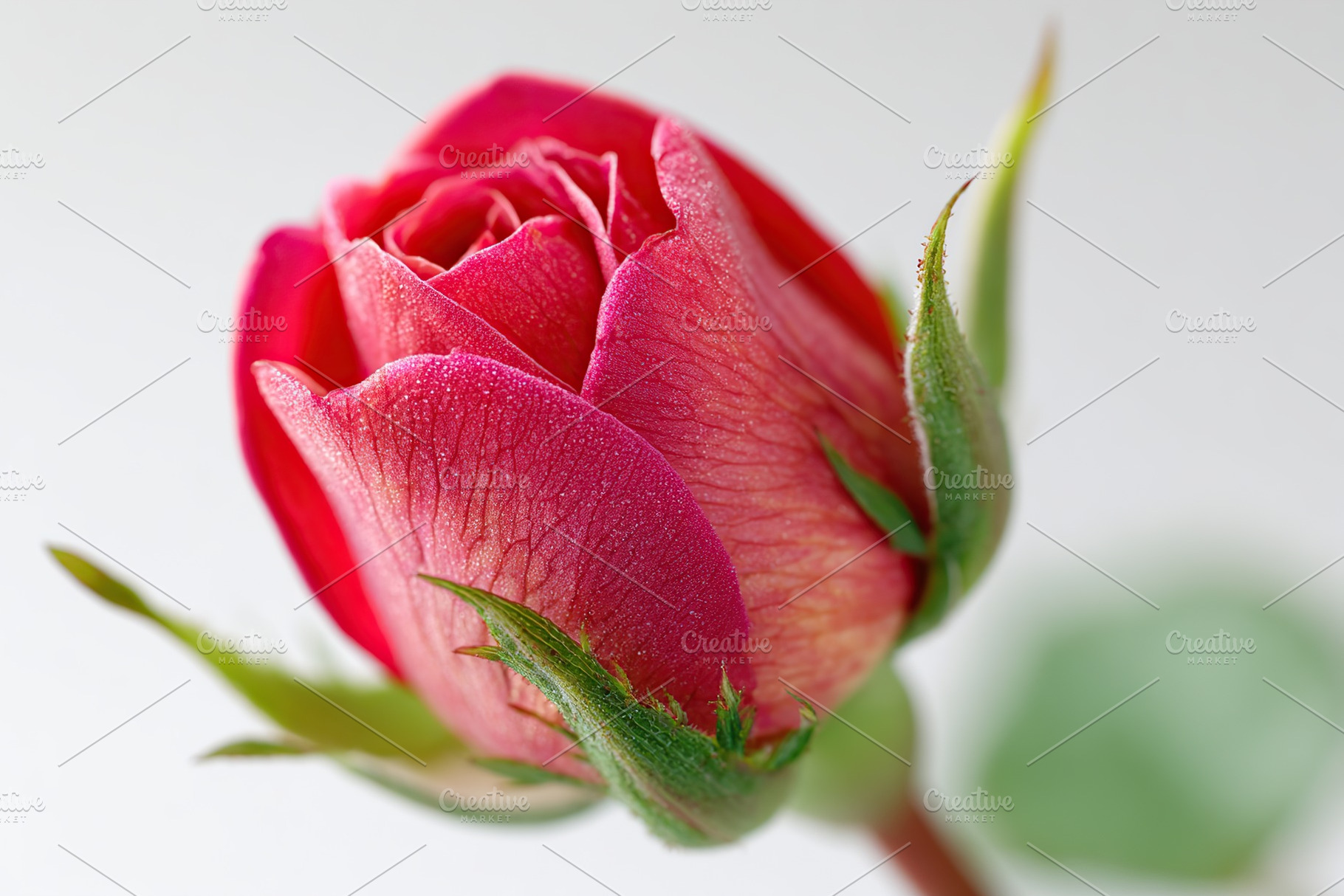 Fresh red rosebud showcasing delicate petals and vibrant color in a natural set, a Photo by AlyaAnd