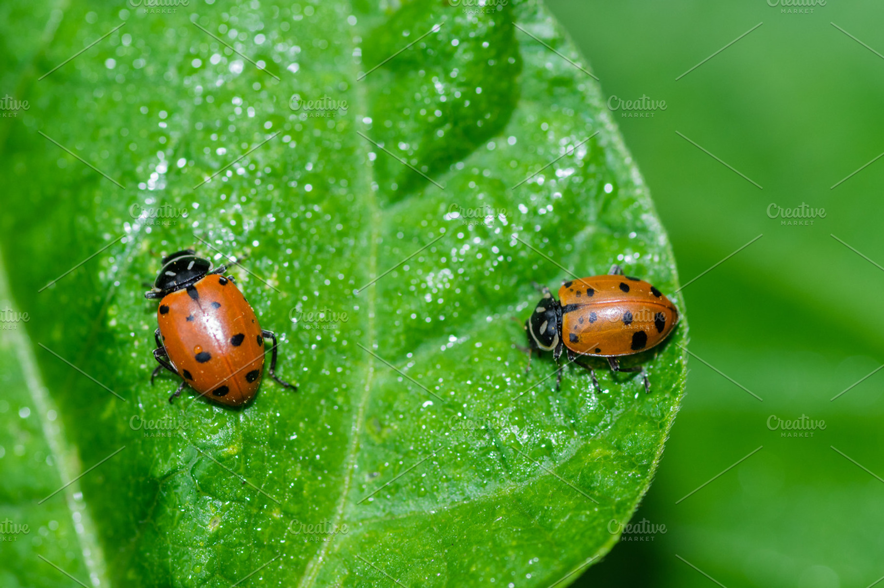Red lady bug beetles feeding on leaf stock photo containing bug and insect