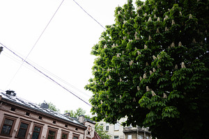 Urban scene with blooming chestnut tree and old buildings in the background, a Photo by AS photostudio