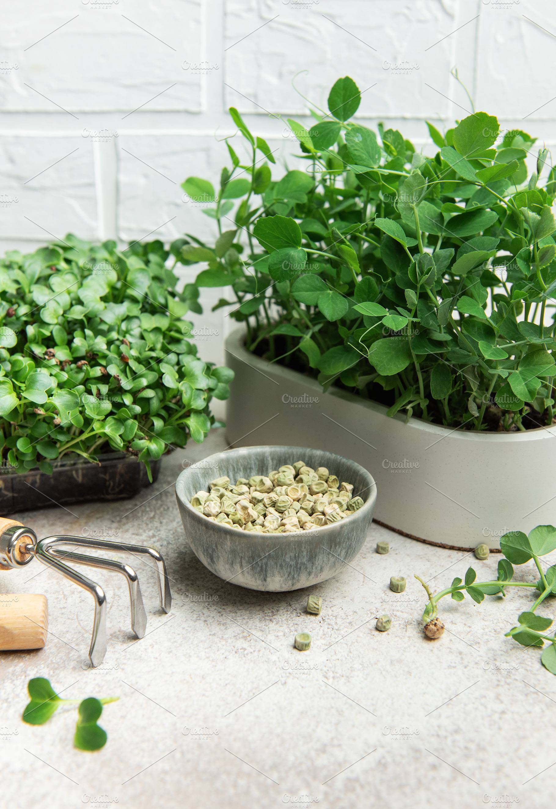Microgreens growing kit with radish and pea sprouts and seeds, a Food & Drink Photo by Olena Rudo