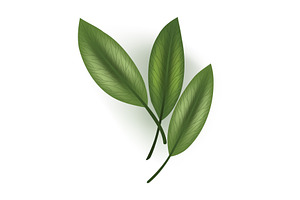 Closeup of three vibrant green, an Object Illustration by Things for designers
