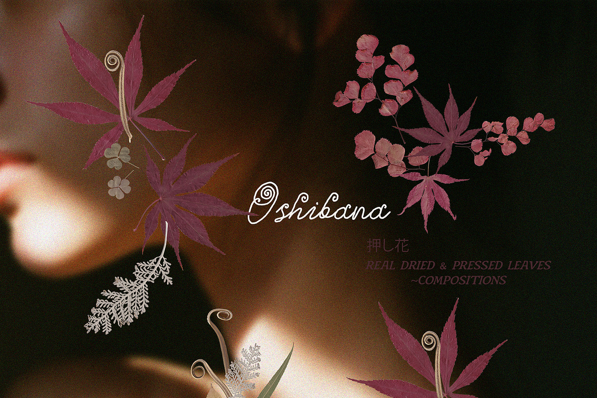 Oshibana Dried & Pressed Fall Leaves, an Object Graphic by Lana Elanor (Photo 5 of 17)