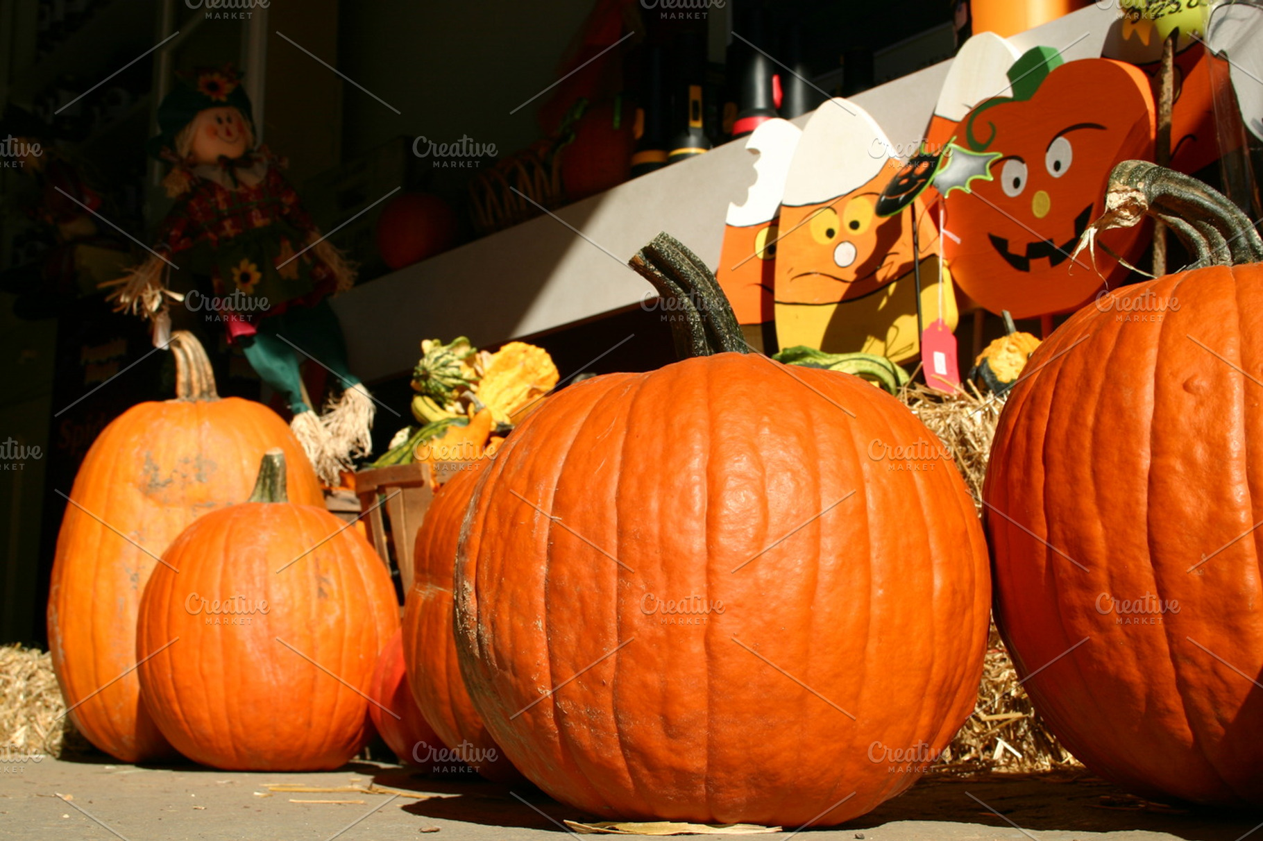 Pumpkins stock photo containing sunlight and shadows, a Holiday Photo by Shop Worth