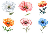 Poppy Flower Watercolor Cliparts, an Illustration by Watercolor design (Thumbnail 3 of 4)