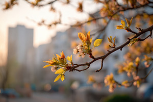 Spring blossoms on urban branch, a Nature Photo by AlyaAnd