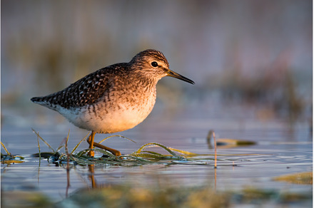 Wood sandpiper standing in water in