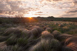 Landscape with old grass in prairie