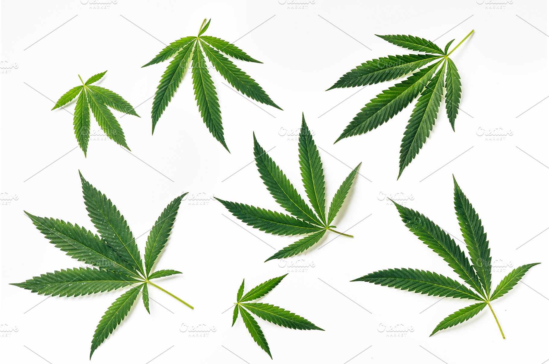 Top view of green hemp leaves, an Abstract Photo by Yummypic