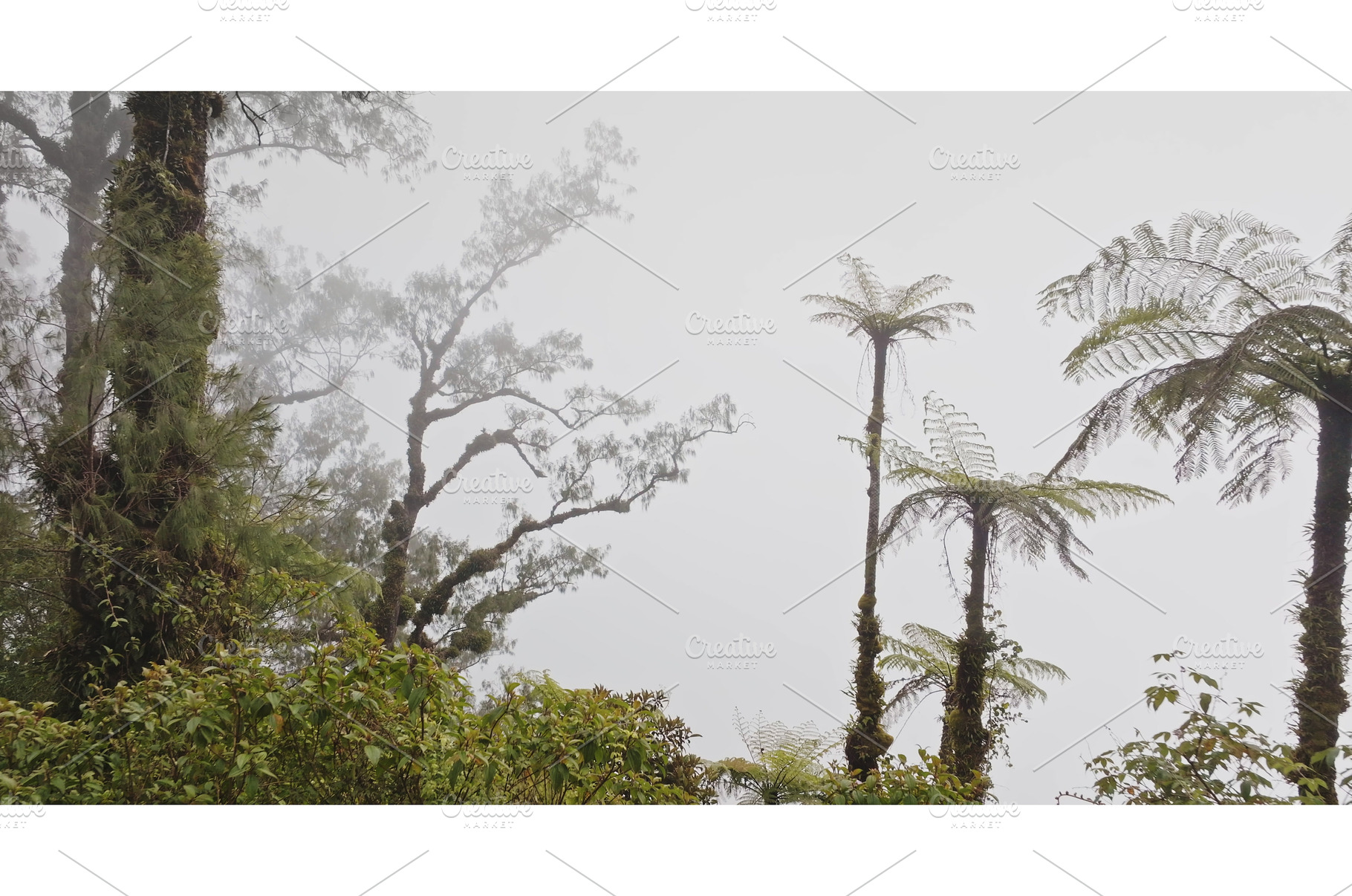 Tropical rainforest canopy in dense, a Nature Photo by Goinyk