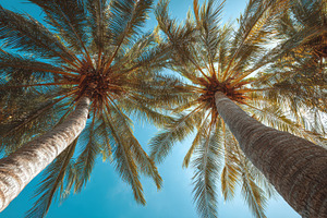 Two tall palm trees stretch towards, a Photo by Pavel_design