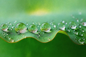 Water droplets on green leaf surface, a Photo by Beautiful things
