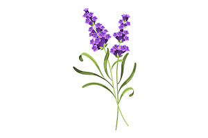 Lavender. Vector illustration of, an Object Illustration by the8monkey