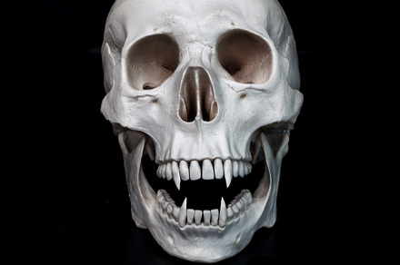 Dead vampire. Human skull, an Abstract Photo by LiaKoltyrina