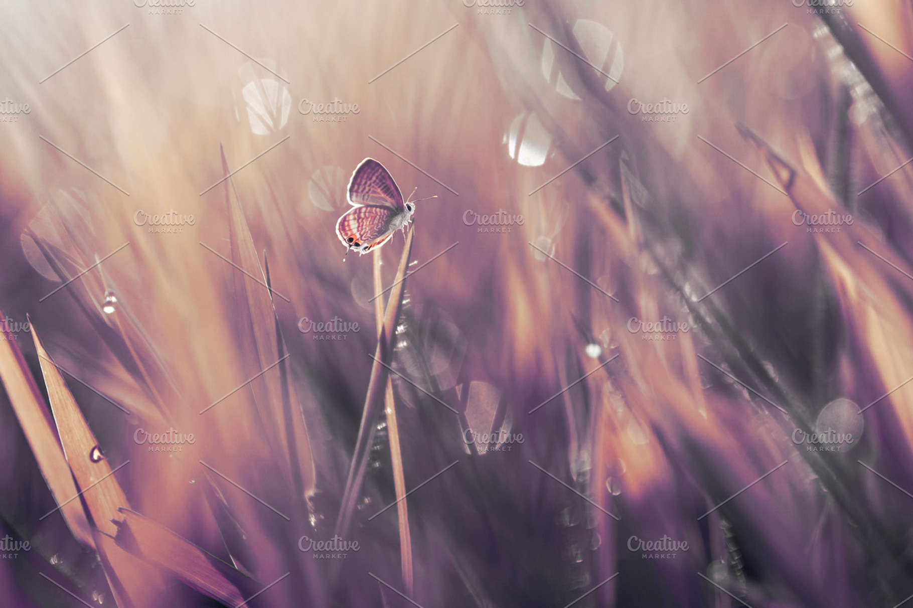 Butterfly macro insect nature stock photo containing butterfly and macro, an Animal Photo by roni kurniawan
