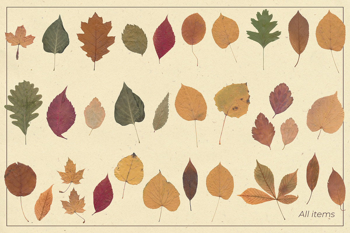 Herbarium: Pressed autumn leaves, a Seasonal Illustration by dlinnaya (Photo 6 of 6)