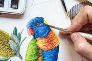 Australia Flora Fauna Clipart, an Animal Illustration by AnitaPol (Thumbnail 9 of 27)