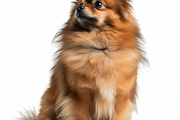 120+ Dog white background Bundle, an Animal Photo by Virgo Studio (Thumbnail 11 of 12)