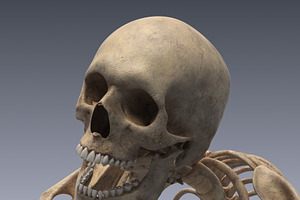 Human Skeleton Rigged