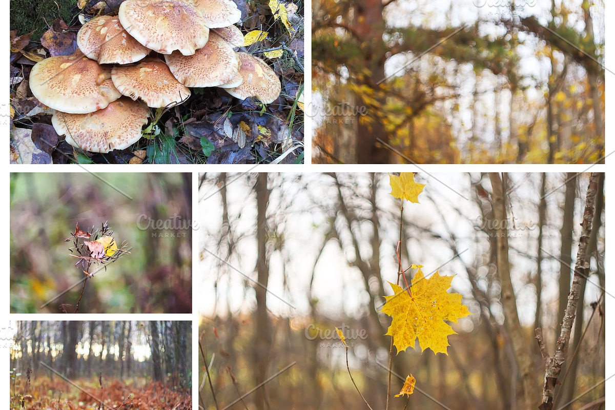 Autumn nature photography set, a Nature Photo by pictures for you (Photo 6 of 22)
