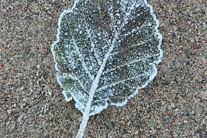 A single leaf covered in frost, resting on a sandy surface, a Nature Photo by Textures & Backgrounds