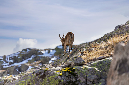 wild goat walking in the mountains, an Animal Photo by Perpis