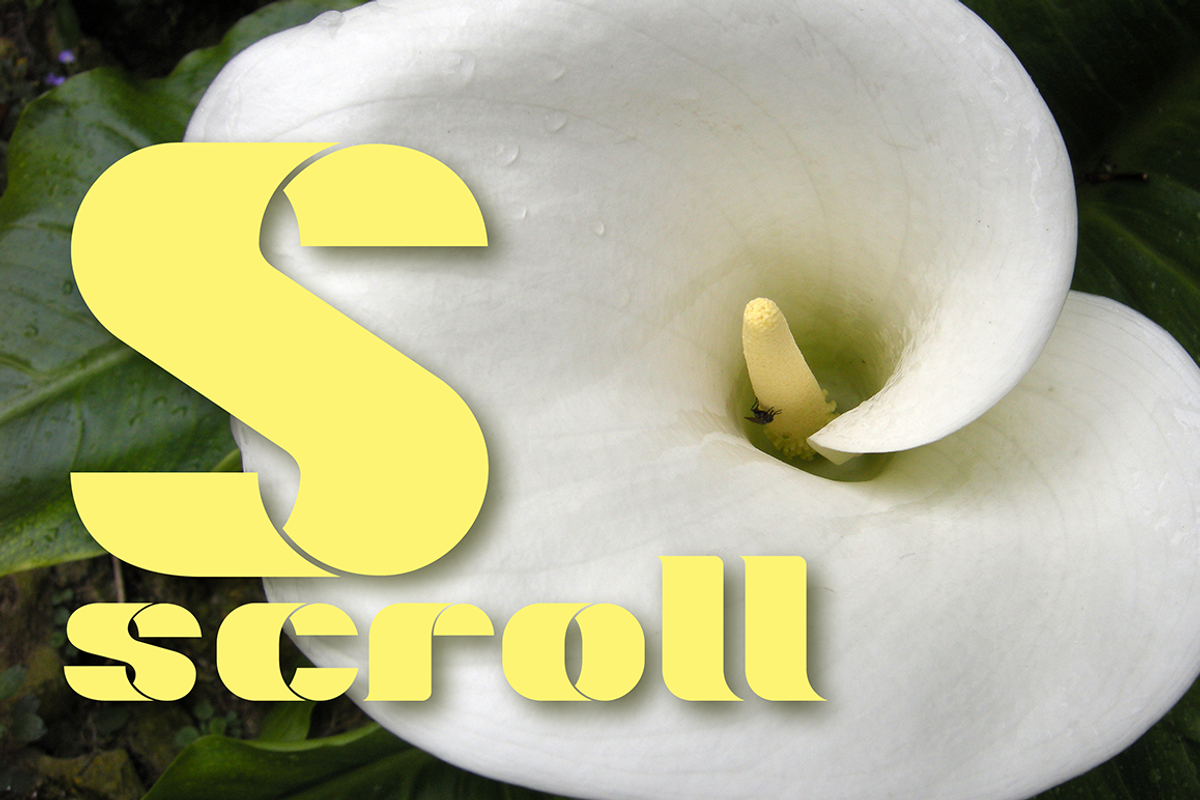 Marsh Scroll