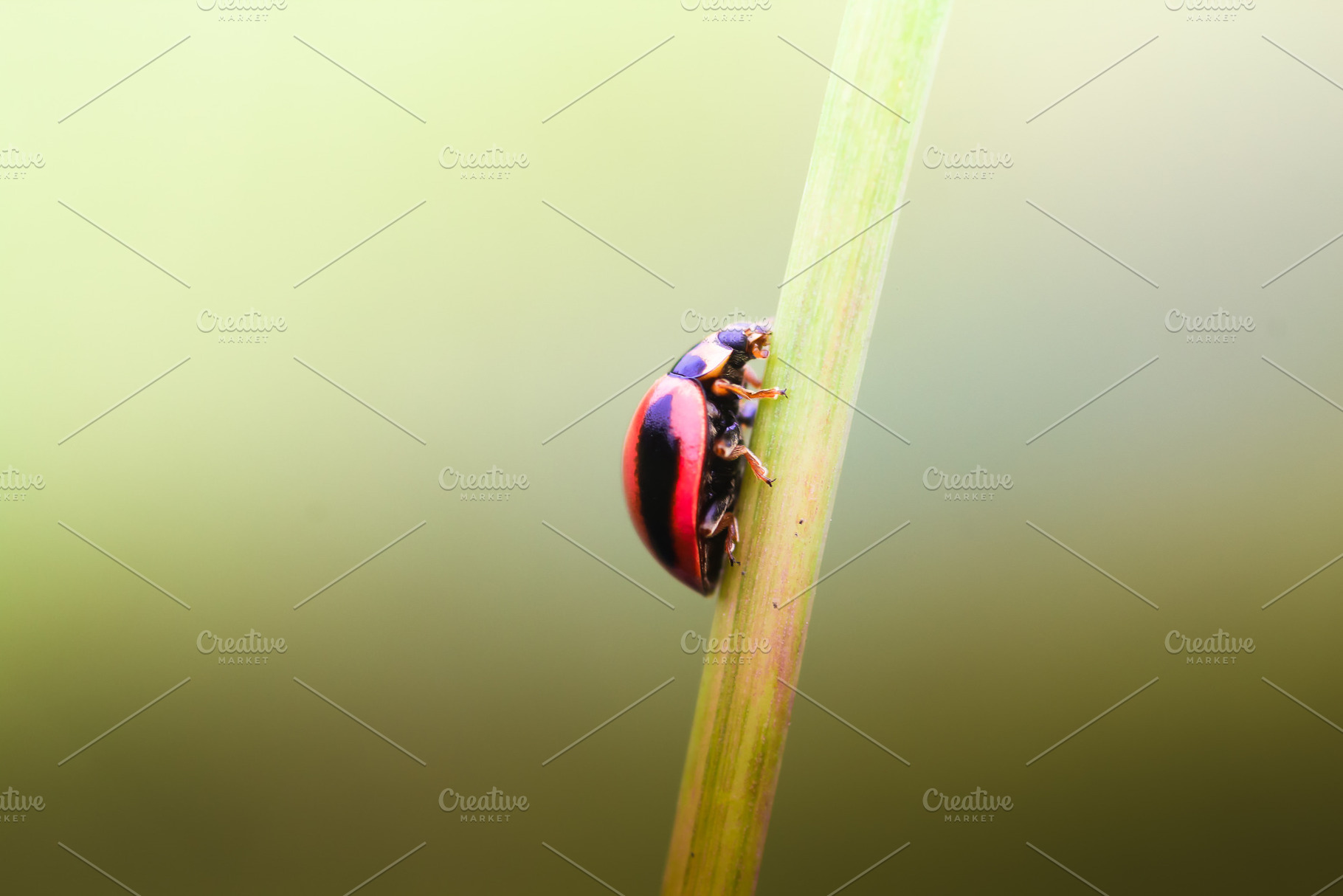 Ladybugs insect macro stock photo containing ladybugs and insect, an Animal Photo by roni kurniawan