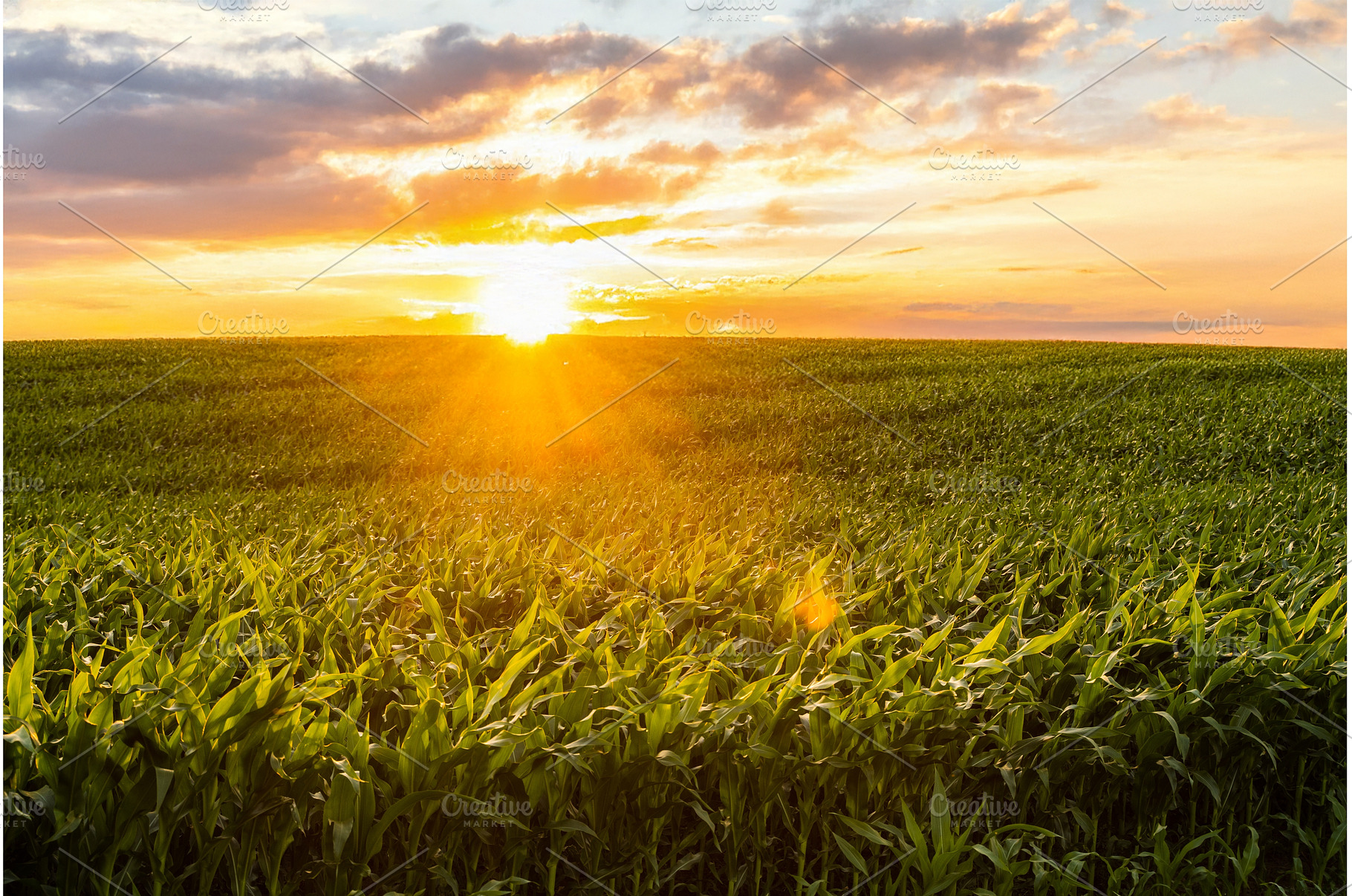 Vast green corn field at sunset with, an Industrial Photo by volodymyrshtun13795